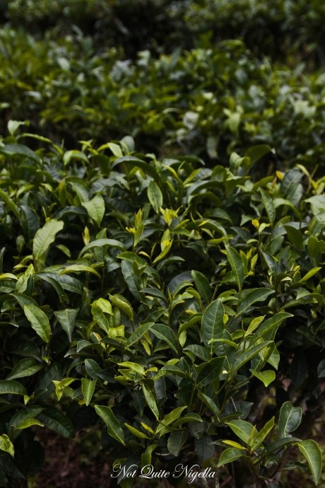 Graph for Hot for all the tea in China