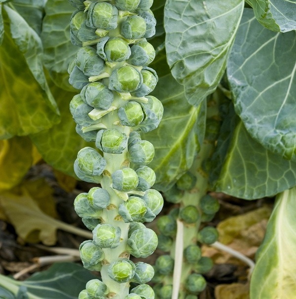 Graph for Far out Brussels sprout